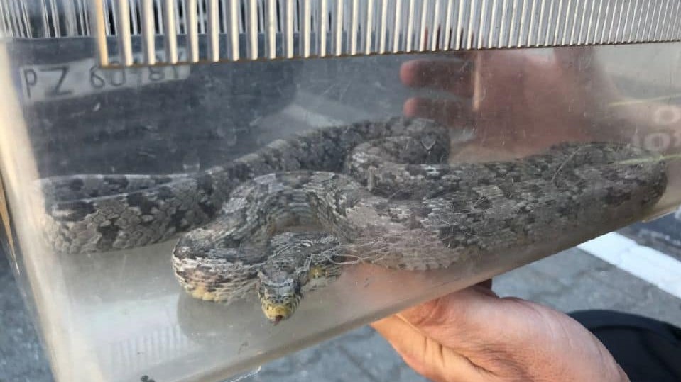 wąż zbożowy w piwnicy - Straż Miejska Miasta Poznania Facebook