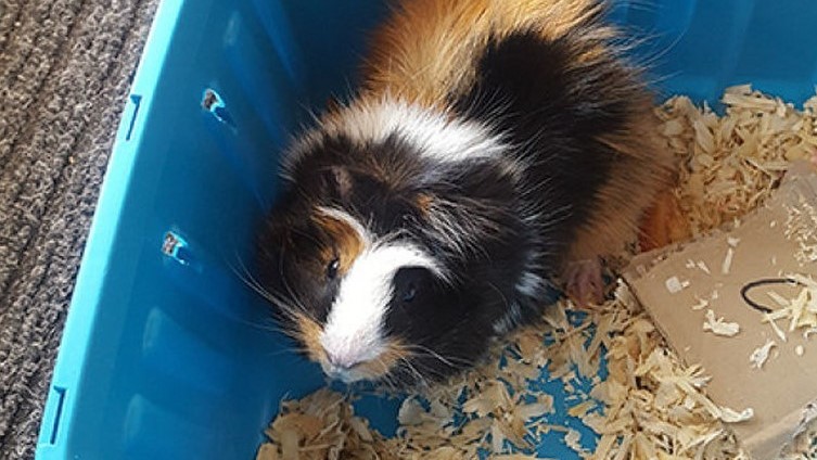 świnka morska Kalisz - Straż Miejska Kalisz