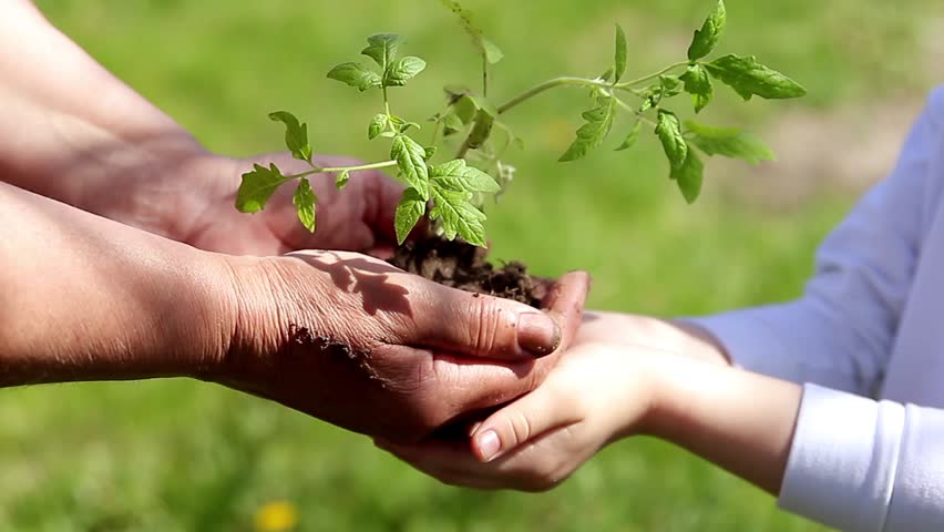 wymiana roślin madalina - Carpe Diem Poznań