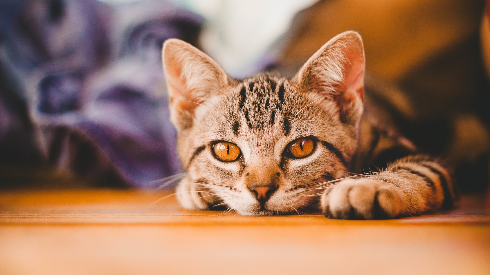 kot sterylizacja poznań - Fotolia