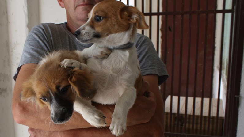 porzucone psy policja - Komenda Powiatowa Policji w Jarocinie