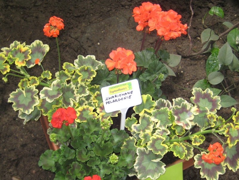 Wystawa kwiatów w palmiarni - Anna Skoczek