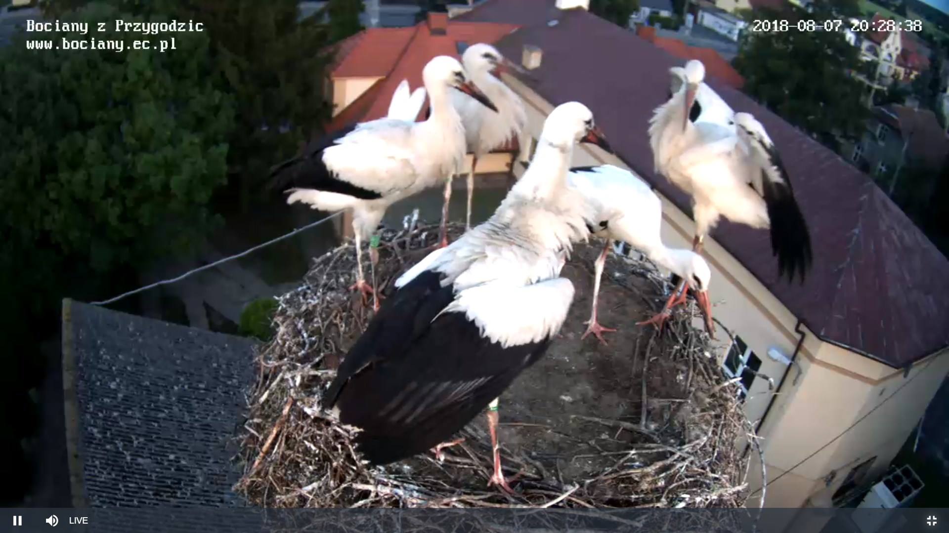 bociany z przygodzic - fb: Bociany z Przygodzic