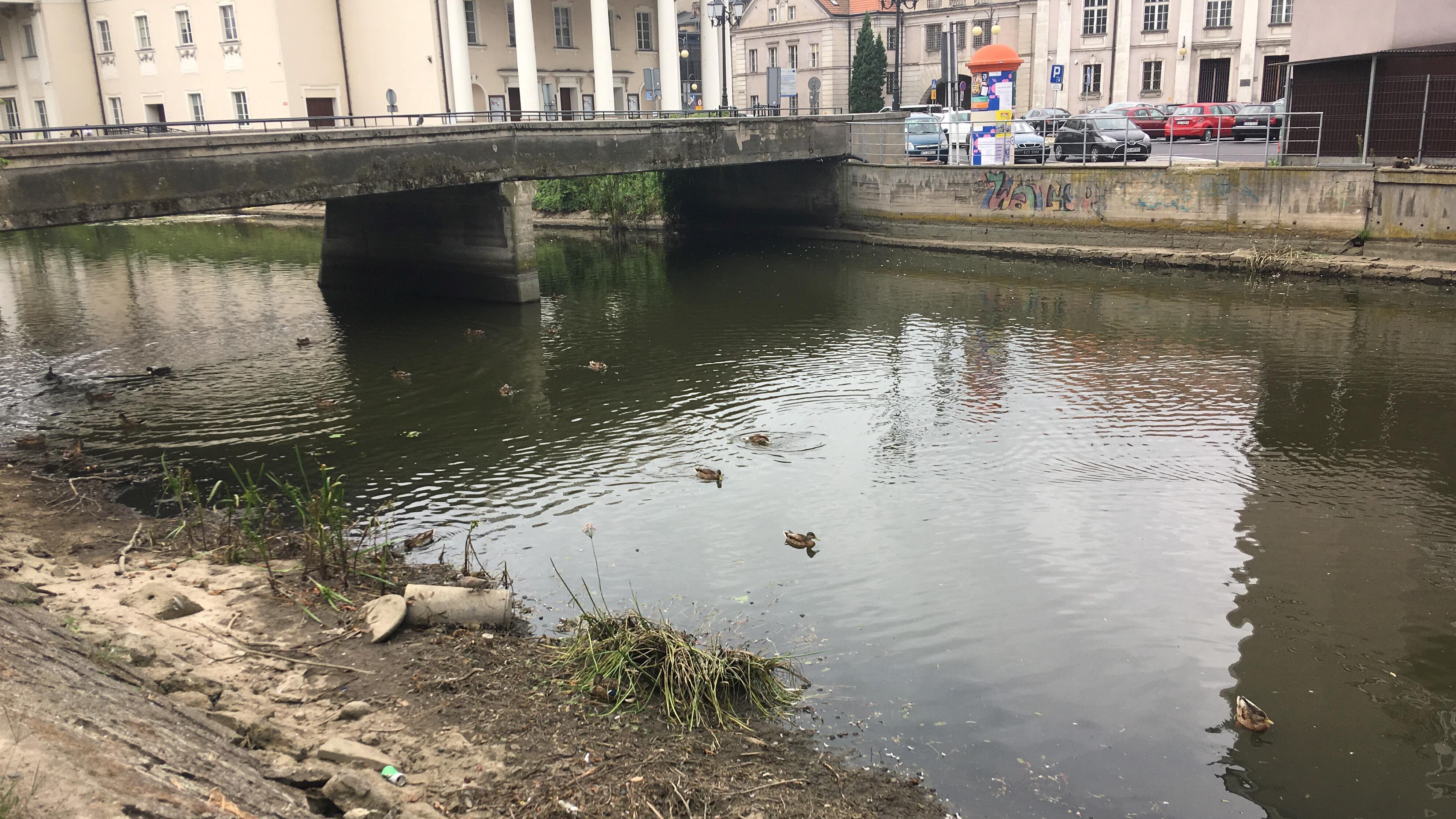 niski stan prosny kalisz kaczki rzeka - Danuta Synkiewicz