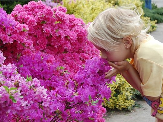 Azalie w Kórniku - Instytut Dendrologii PAN