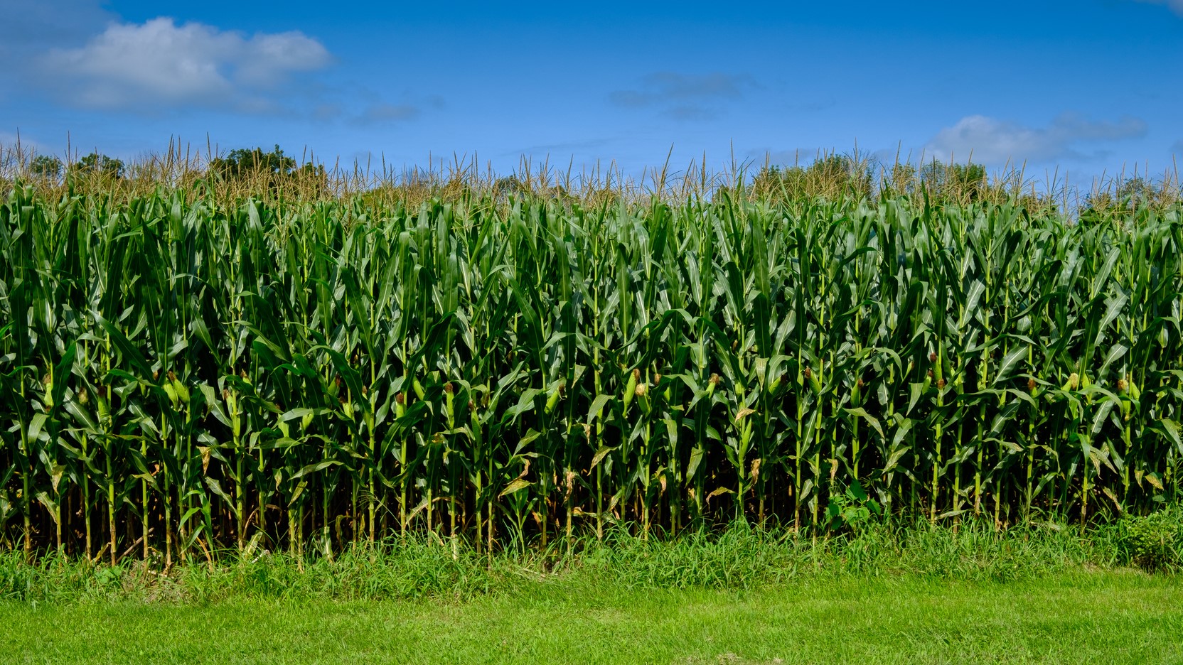 pole kukurydzy - Fotolia