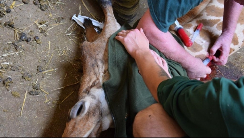 zyrafa1 - Małgorzata Chodyła