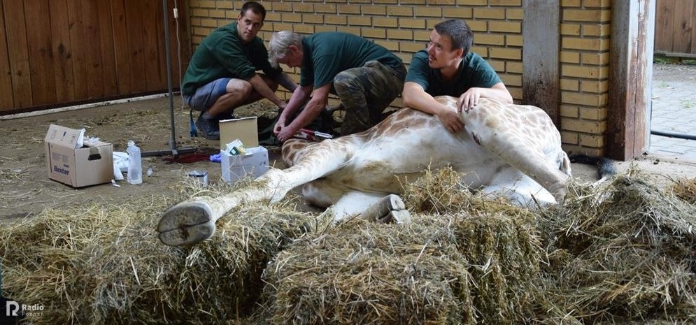 Małgorzata Chodyła