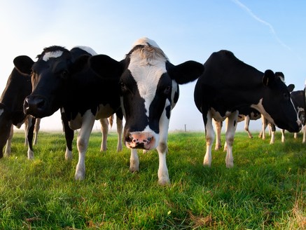 krowy na łące - Fotolia