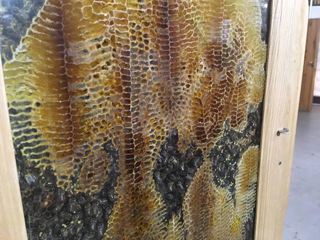 pszczoly - Jacek Butlewski