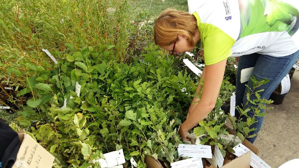 sadzenie drzew przy arenie - Magdalena Konieczna