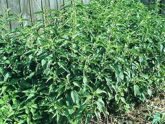 Pokrzywa zwyczajna - pokrzywa zwyczajna - PTTK