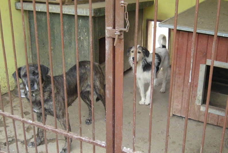 schronisko psy - Radio Poznań