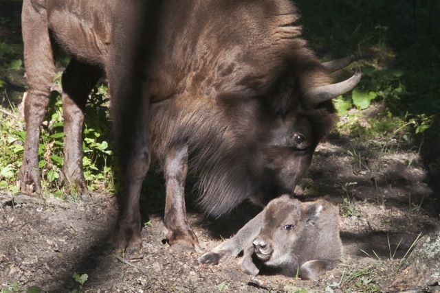 Gołuchów Żubry - Ośrodek Kultury Leśnej w Gołuchowie