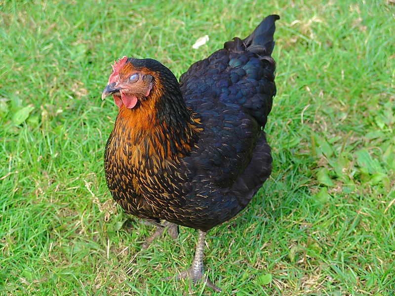 kura nioska - Ludmiła Pilecka - Wikipedia