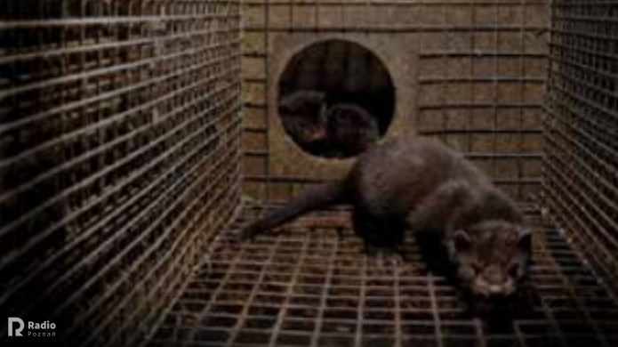 norki - Otwarte Klatki