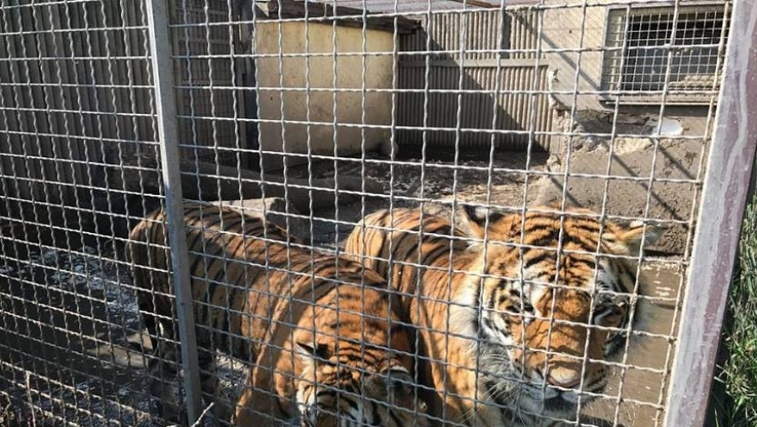 pyszaca - Ruch Rzecz Zwierząt Viva