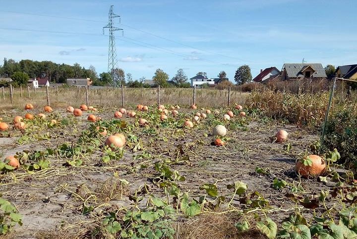 dynie kradzież - Facebook