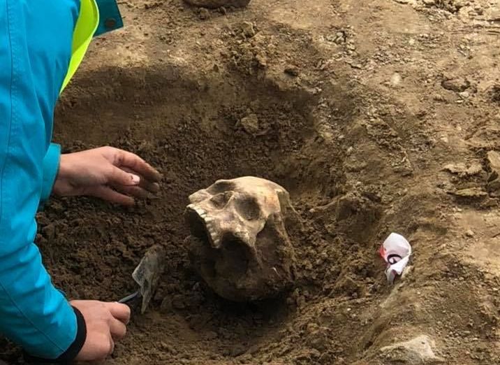 czaszka wykopaliska gowarzewo - Dorota Wysz - Aktywne Gowarzewo