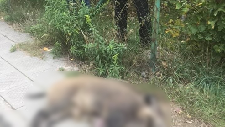 dzik odstrzelony w puszczykowie - Pan Szymon