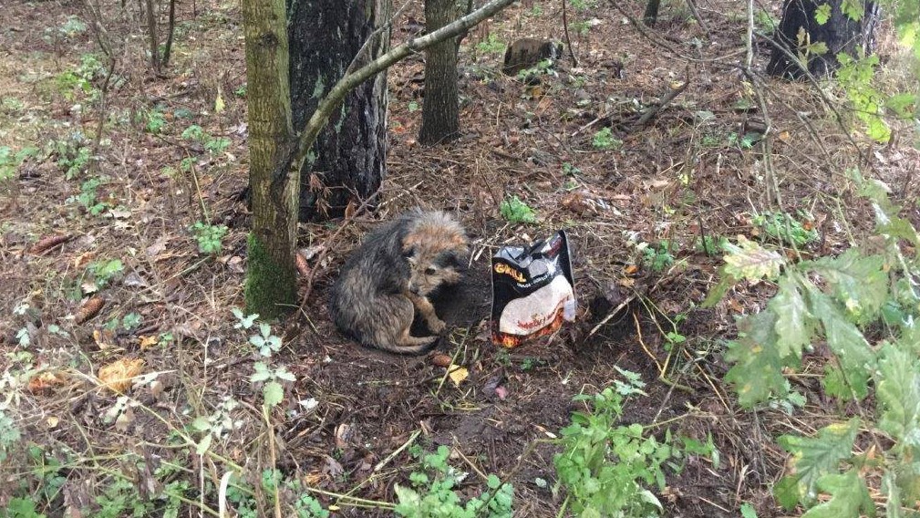 pies przywiązany do drzewa nowe miasto - FB: Straż Miejska Miasta Poznania