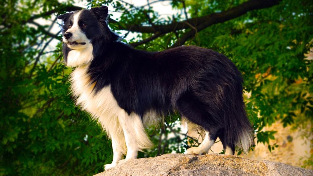 border collie zawody pasterskie rogalin - fotolia