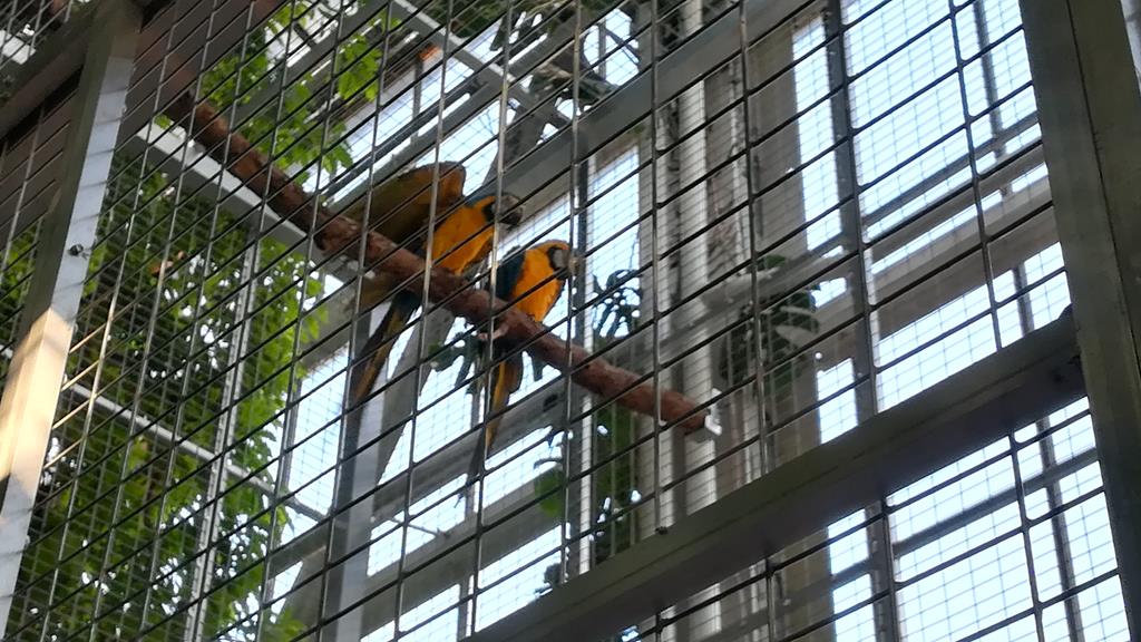 palmiarnia poznańska papugi - Sandra Soluk