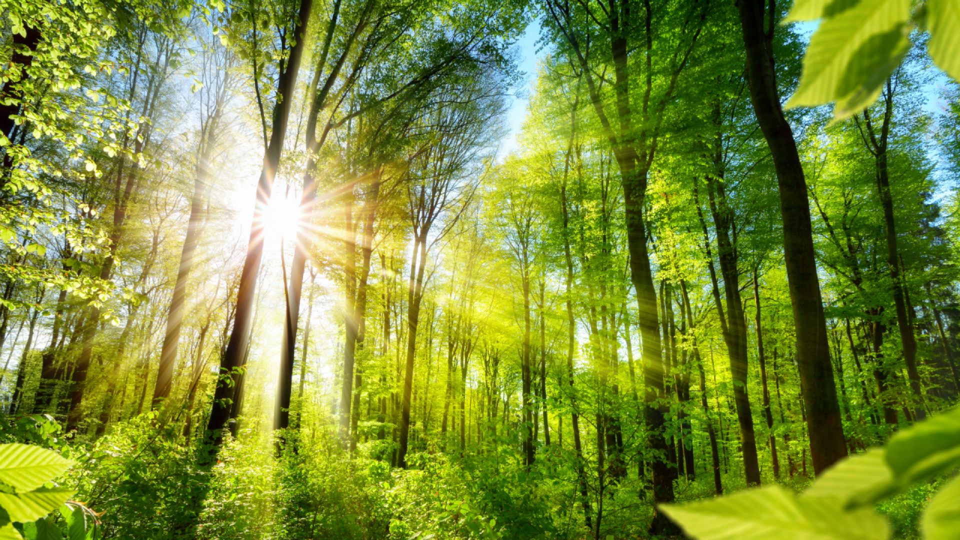 lasy ocieplenie - Lasy Państwowe