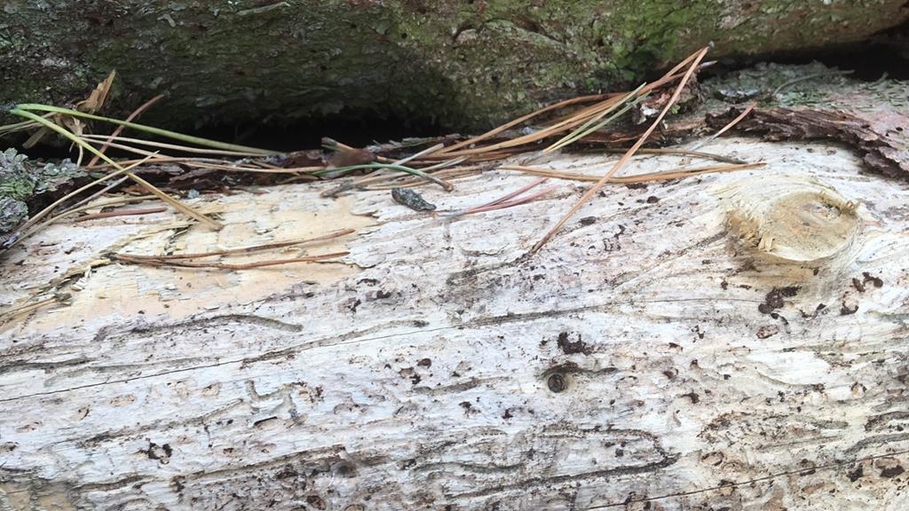 atak kornik kościan - Jacek Marciniak