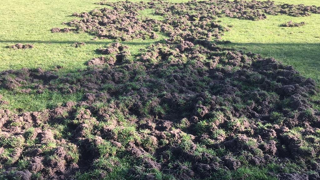boisko ryją dziki leszno - Jacek Marciniak