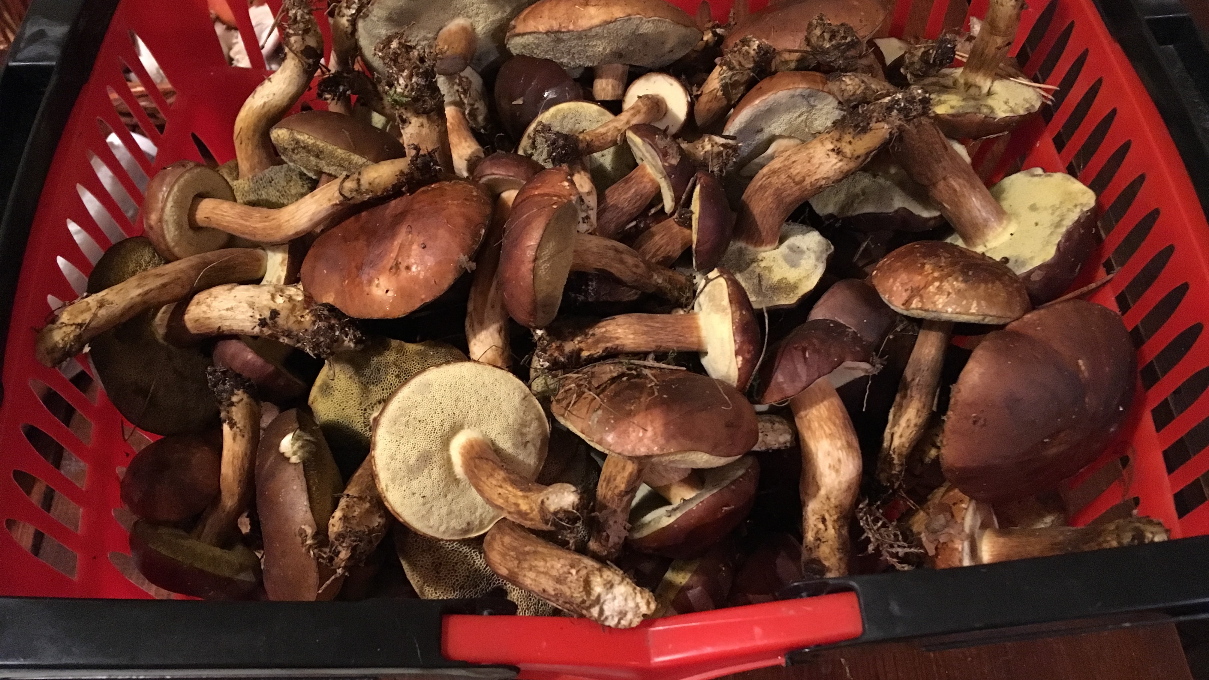 grzyby głowne zdjęcie - Andrzej Ciborski