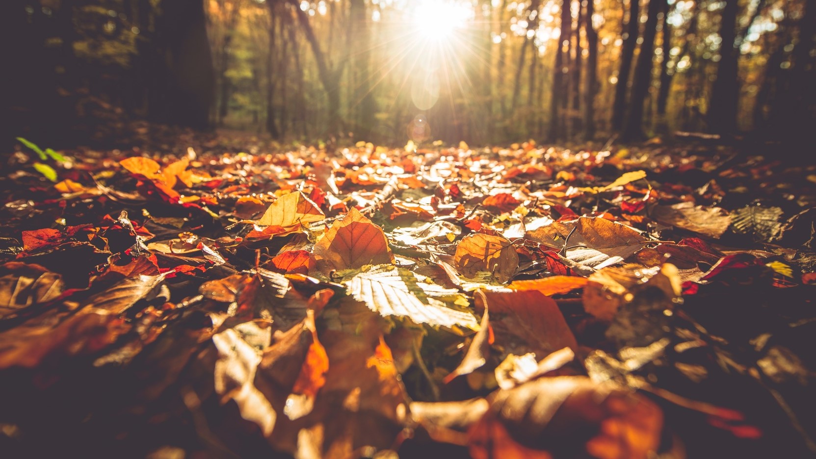 jesień liście - Fotolia