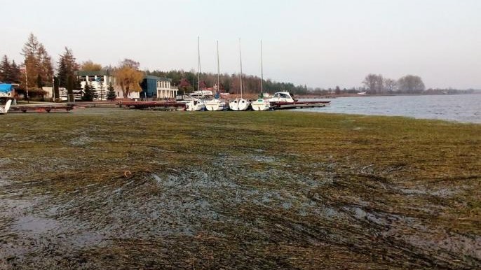 ragaty jezioro pątnowskie konin trawa - Sławomir Zasadzki