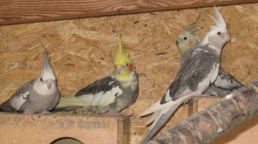 ptak patki wystawa papug papugi - Jacek Marciniak