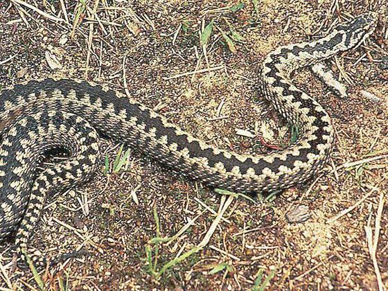 Żmija zygzakowata - PTTK