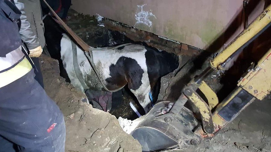 koń wpadł do studzienki - Strażacki.pl, Twitter