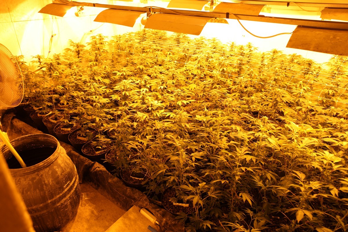 konopie indyjskie - Wielkopolska Policja