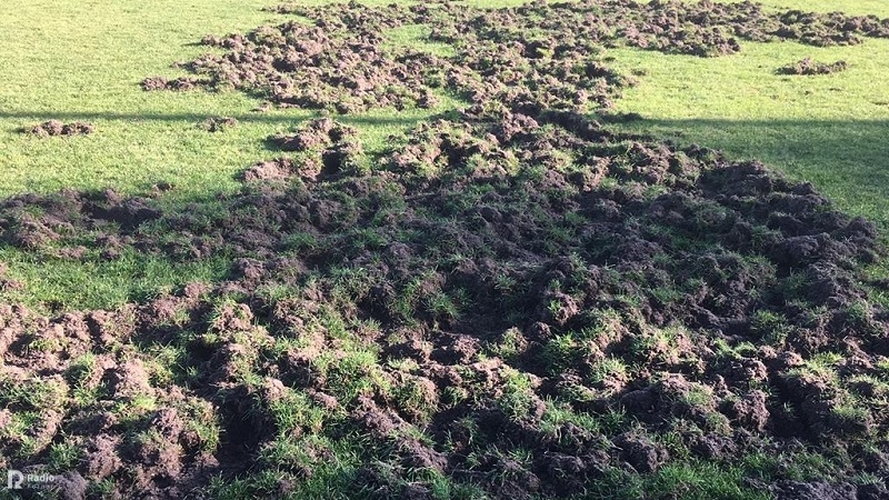 dziki sforsowały boisko - Jacek Marciniak - Radio Poznań