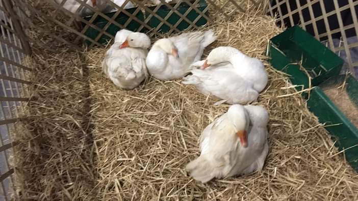 Narodowa Wystawa Rolnicza - Piotr Jaśkowiak - Radio Poznań