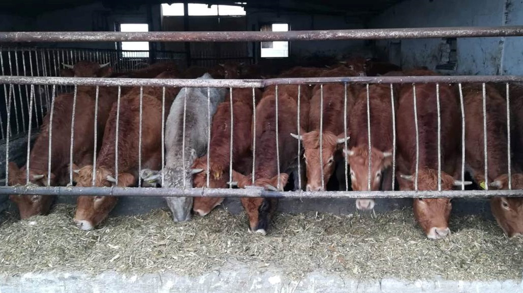 poszukiwane krowy stado - eoborniki.pl