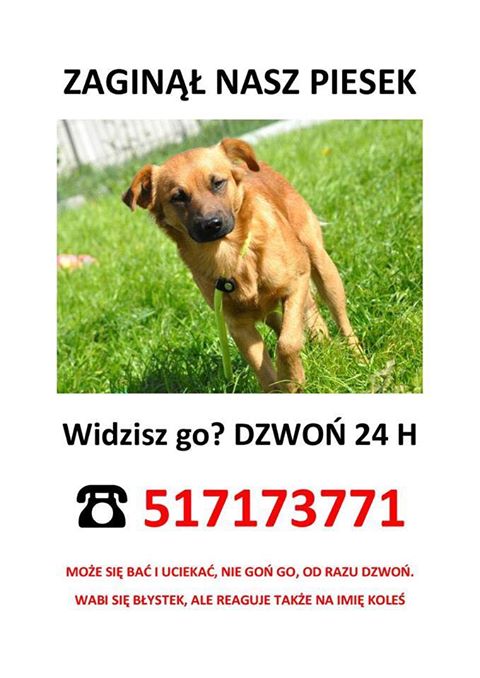 zaginął piesek - Archiwum prywatne
