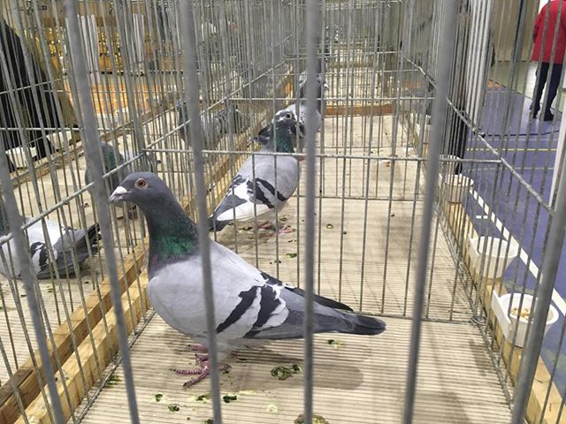 wystawa gołębi - Jacek Butlewski - Radio Poznań