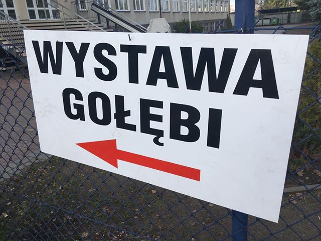 wystawa gołębi - Jacek Butlewski - Radio Poznań