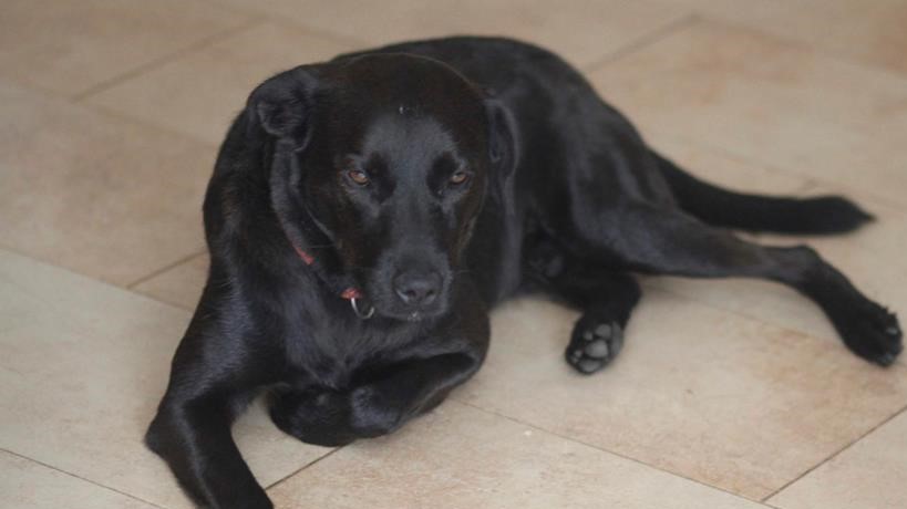 10 grudnia mała czarna pies franciszka walerycha - Franciszek Walerych - Radio Poznań