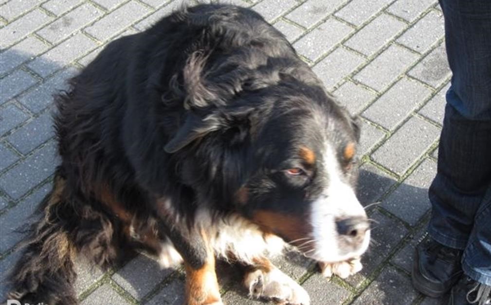 pies schronisko - Magdalena Konieczna - Radio Poznań