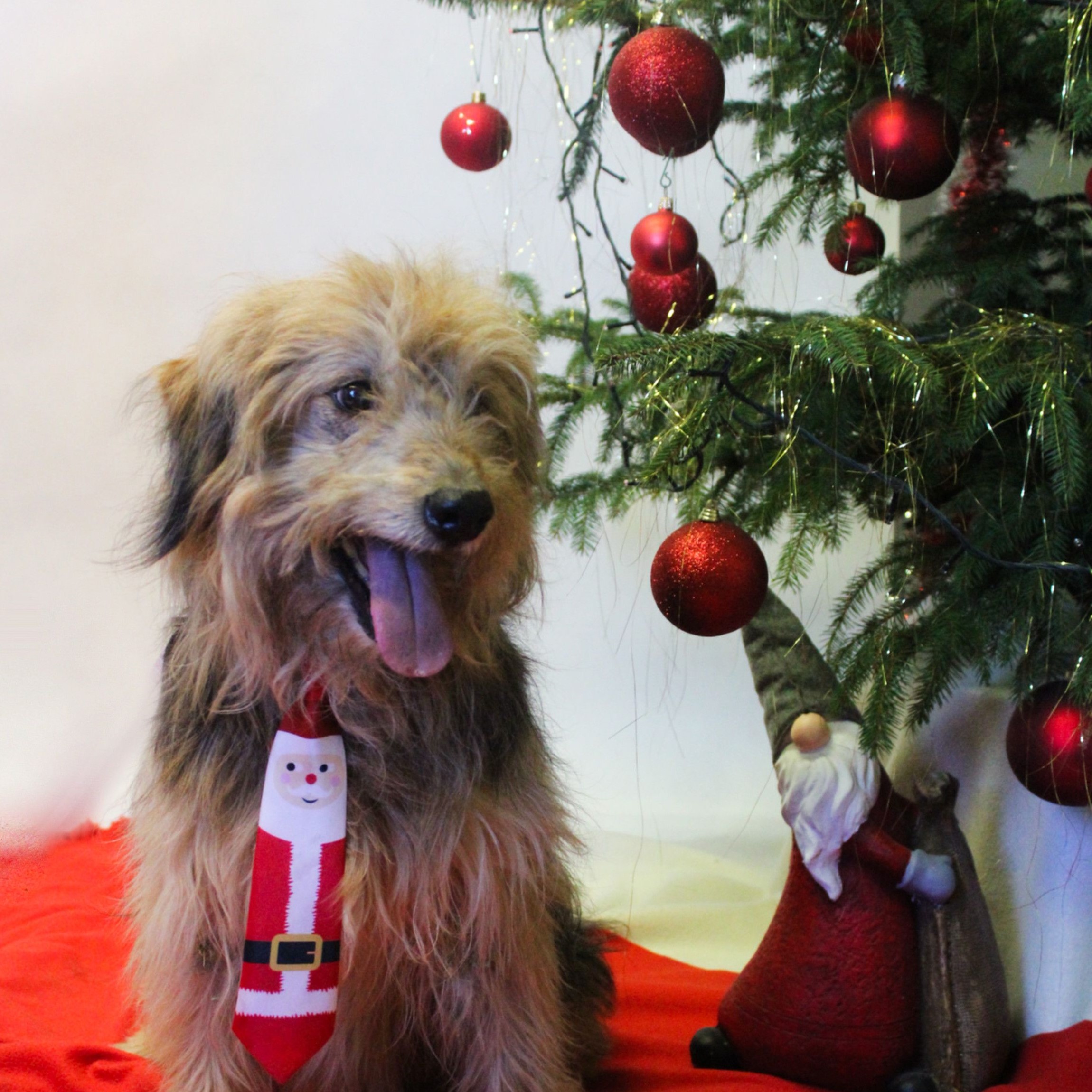 świąteczna sesja w schronisku dla Bezdomnych Zwierząt - http://mzz.leszno.pl