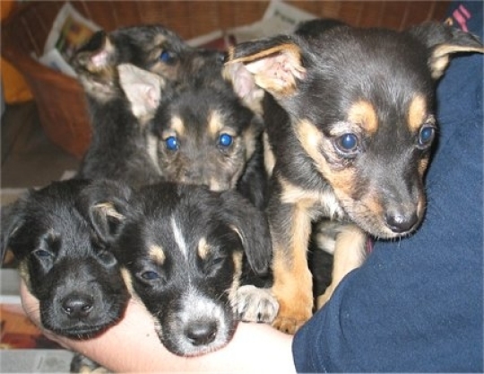 Psy czekają na właściciela - Radio Merkury