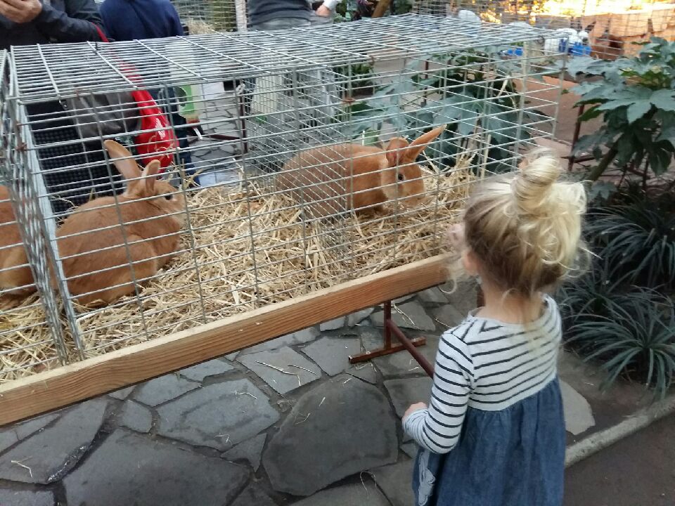 króliki rasowe palmiarnia dziecko - Magda Konieczna - Radio Poznań