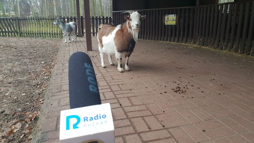 zwierzęta ZOO mikrofon radio - Michał Jędrkowiak - Radio Poznań