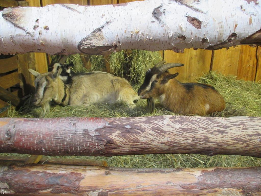 żywa szopka kalisz - Danuta Synkiewicz - Radio Poznań